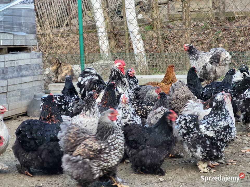 Jaja lęgowe Kochin Olbrzymi Kramarzówka