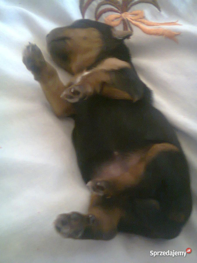 pewne czystej rasy yorka Kamień