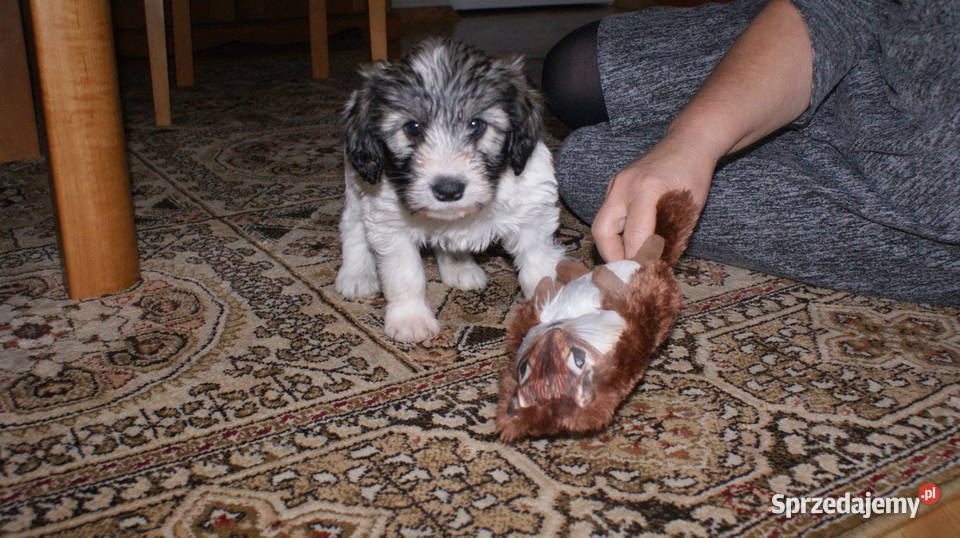 polski owczarek nizinny Jarosław