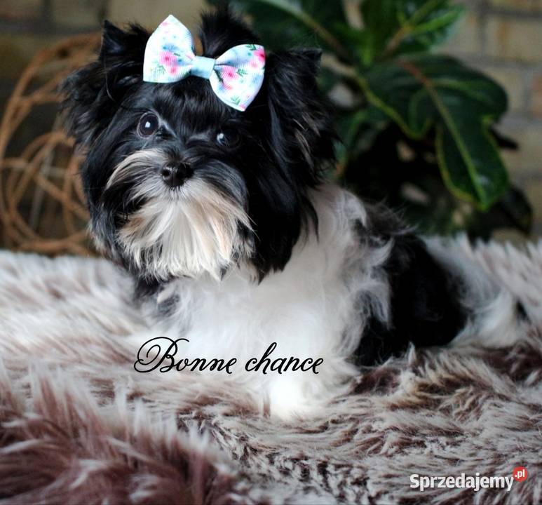 Yorkshire terrier biewer laleczka York podlaskie Suwałki