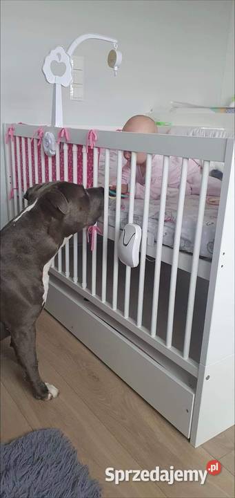 Amstaff suczka American Staffordshire Terrier