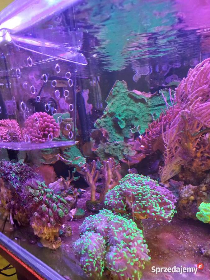 Akwarium morskie Sulęcin sprzedam