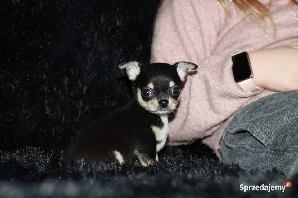 Chihuahua krótkowłosy chłopiec ZKwP FCI Świnoujście
