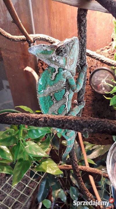 kameleon jemeński z terrarium sprzedam