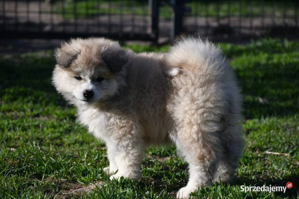 Suczka długowłosa Akita Inu zkwp sprzedam