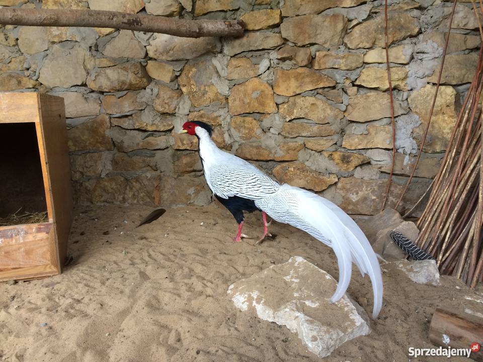 Bażant srebrzysty diamentowy mongolski