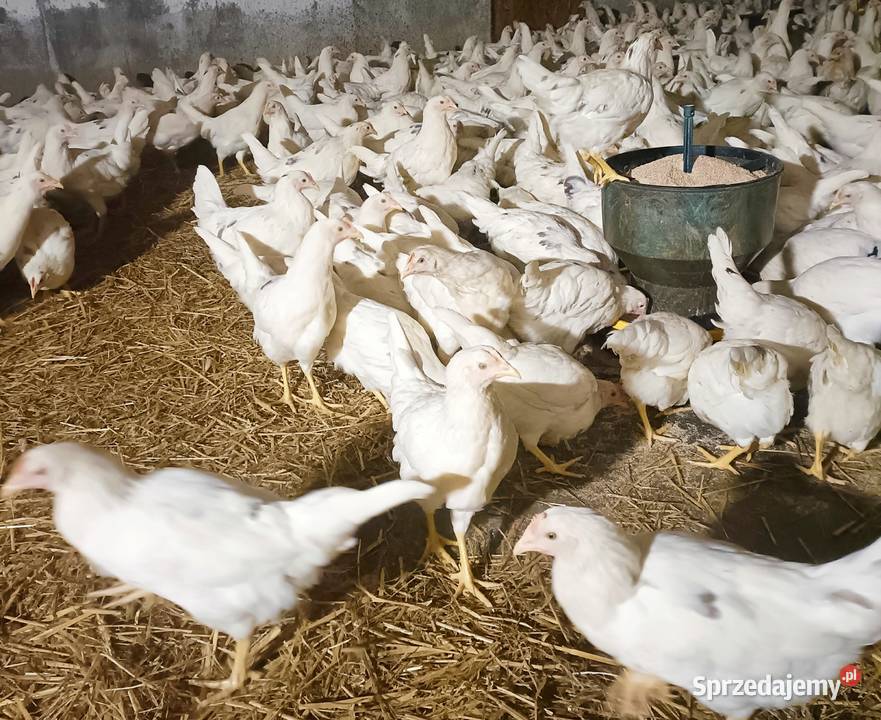 Kury kurki 14 tygodni Sulinowo