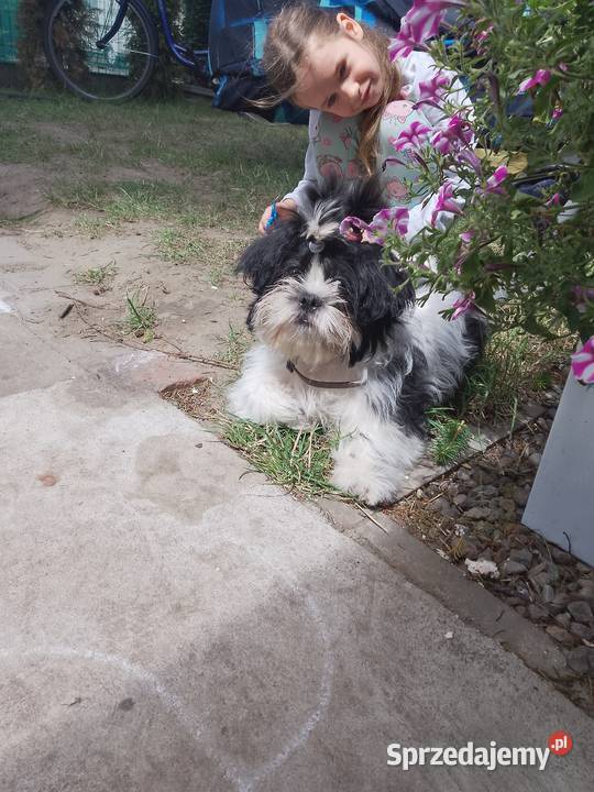 Piesek Shih Tzu Suczka Shih Tzu Shih Tzu Wronki sprzedam