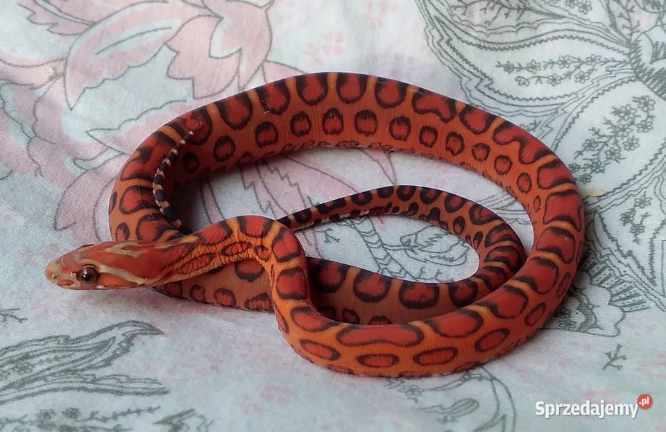 Wąż zbożowy SCALELESS węże zbożowe Red Factor Warszawa