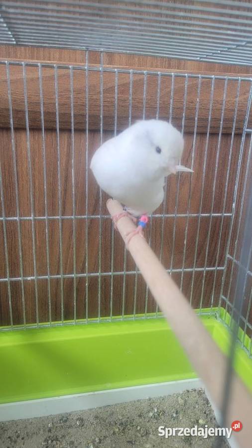 Biały kanarek Wieliczka