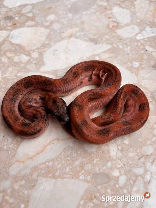 Boa cesarski hypo Leopard Katowice
