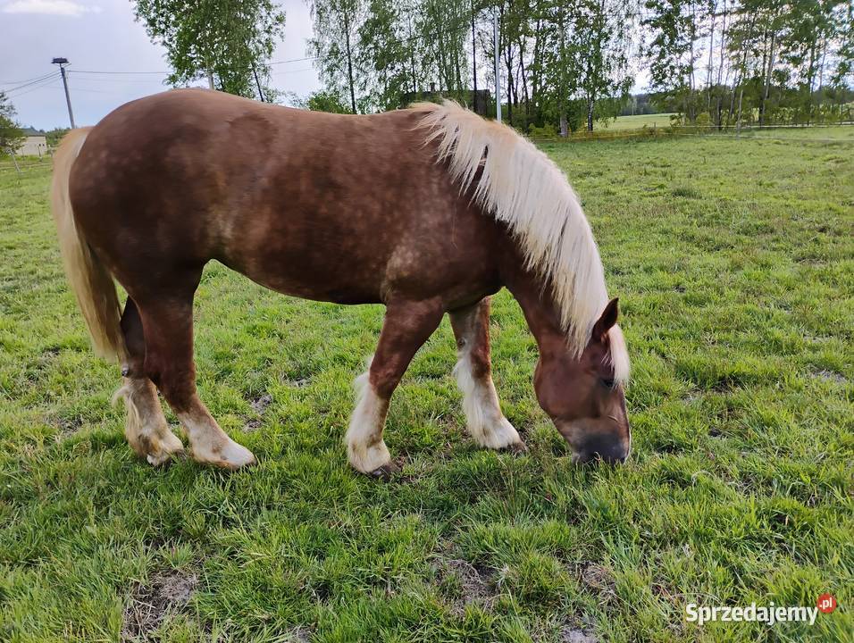 Sprzedam klacz 5letnia Sewerynów