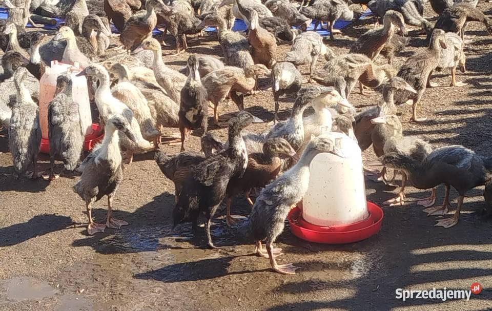 Biegus Indyjski różne kolory 6 tygodniowe Skrzynka