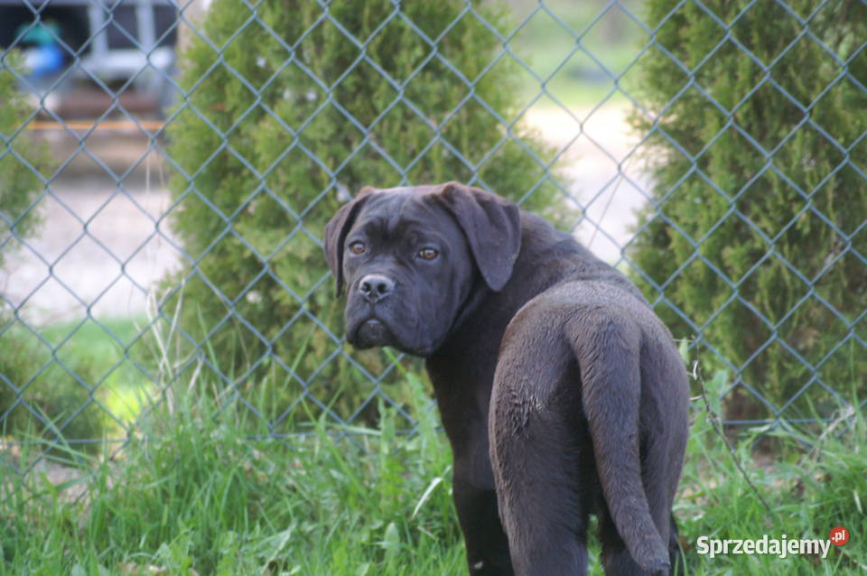 Cane Corso szczeniaki zagraniczne krycie ładna Kielce