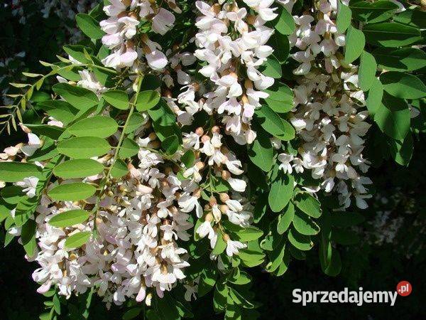 Robinia akacjowa Robinia pseudoacacia obwód 810 Liściaste