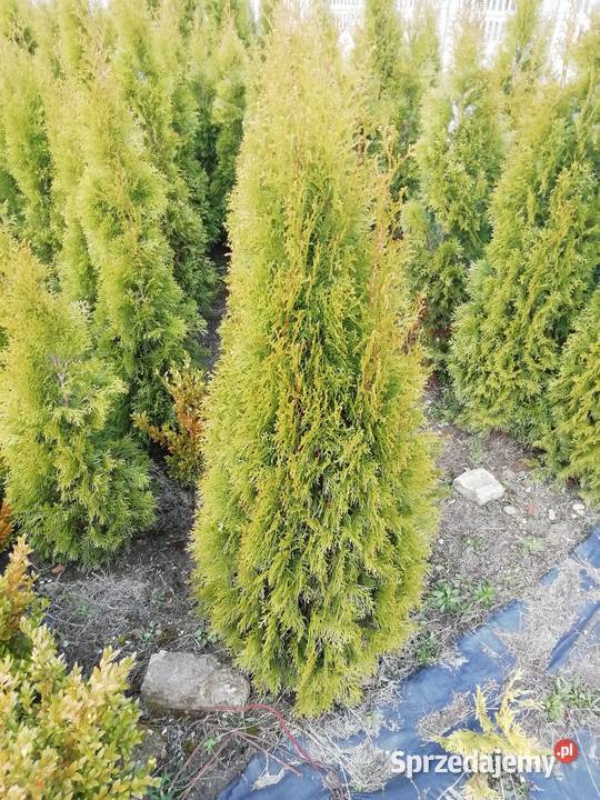 Tuja brabant już 12 śląskie Myszków sprzedam