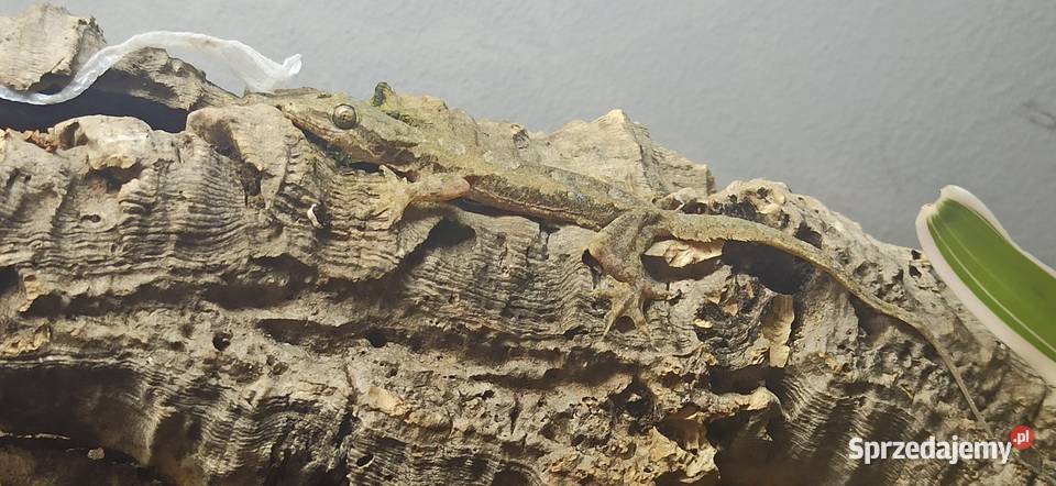 Hemidactylus frenatus