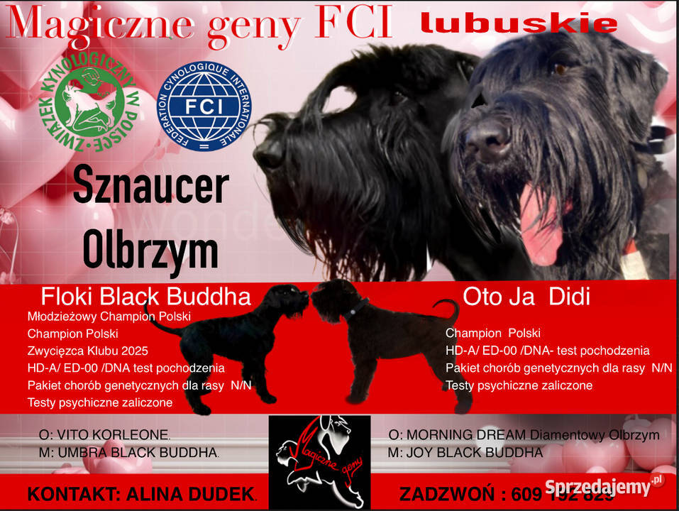 Sznaucer olbrzym szczenię sprzedam