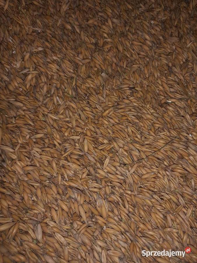 Owies i pszenżyto podkarpackie Żołynia