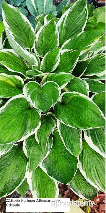 Rózne hosty zółte dwu kolorowe niebeskie