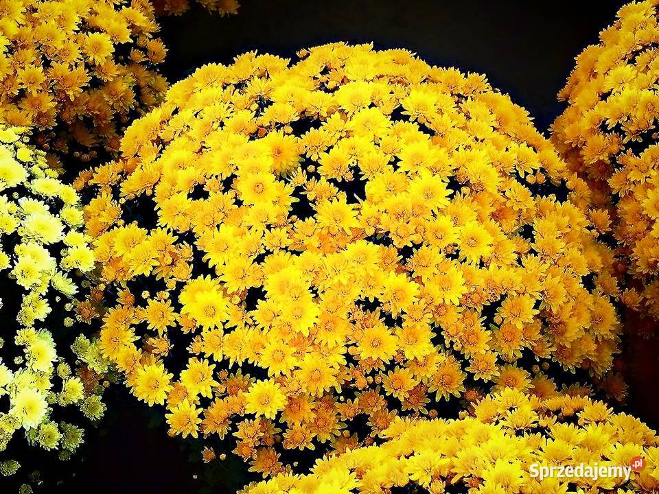 Chryzantema doniczkowa PRODUCENT hurt CZSK Kraków sprzedam