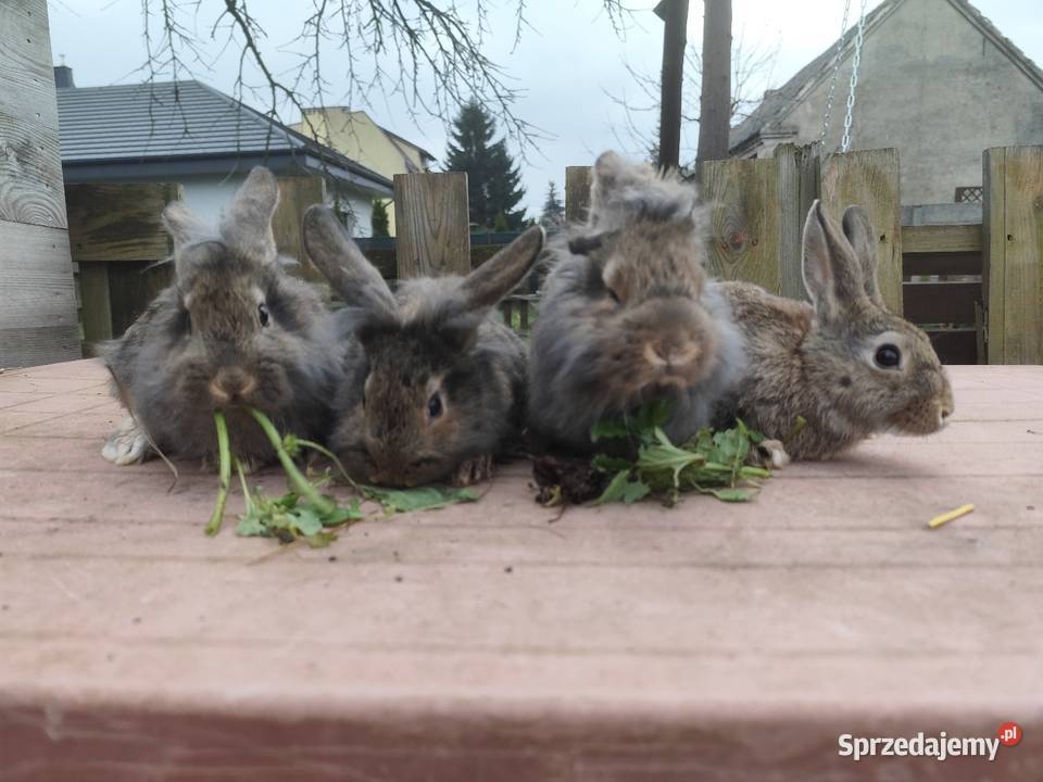 Króliki króliki młode Kościan sprzedam