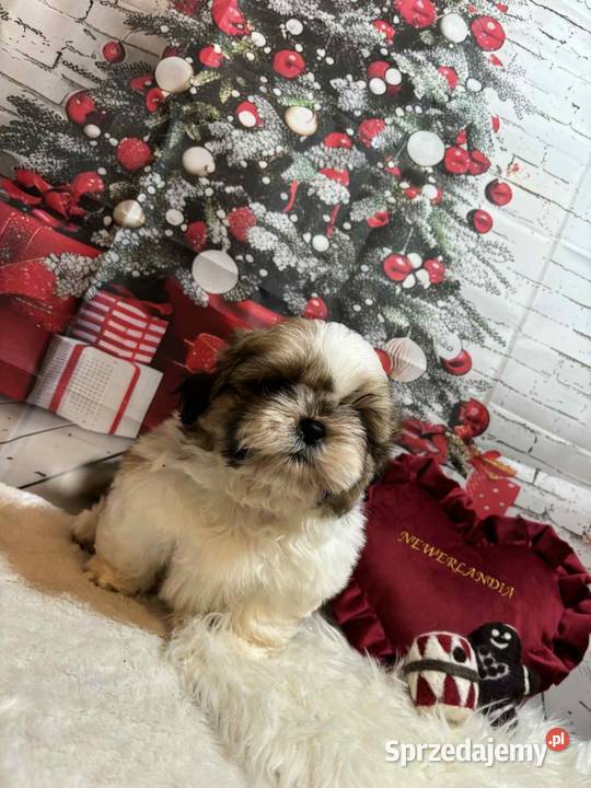 ShihTzu przepiękny gotowy do odbioru Strzelce Opolskie