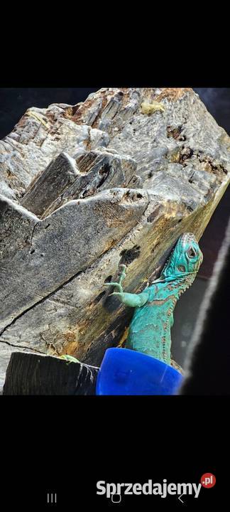 Młody Legwan zielony Blue Brwinów