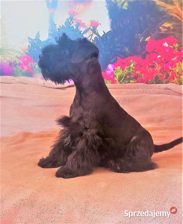 Sznaucer miniaturowy czarny Psy Tarnów