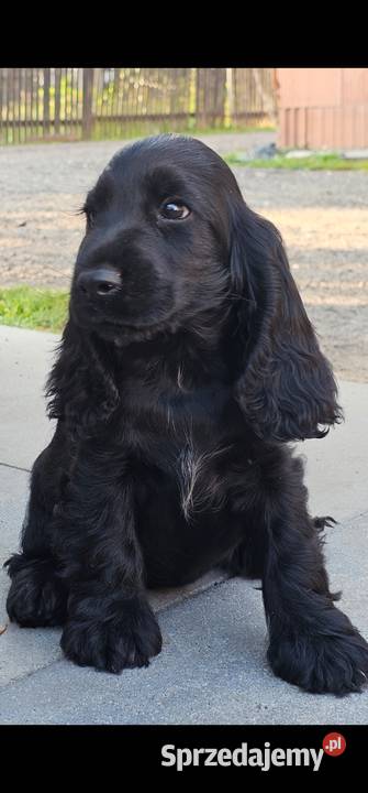 Cocker Spaniel Angielski opolskie Jasienie