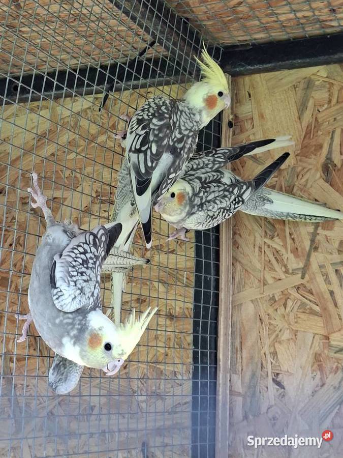 Sprzedam Zwierzęta sprzedam