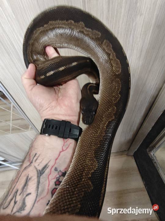 Pyton Królewski samica 2016 Radlin sprzedam