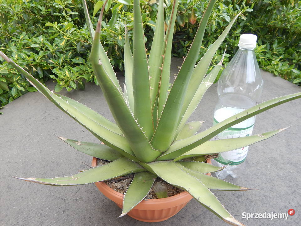 Odhodowana agawa z Gwatemali agave purpusorum Kraków