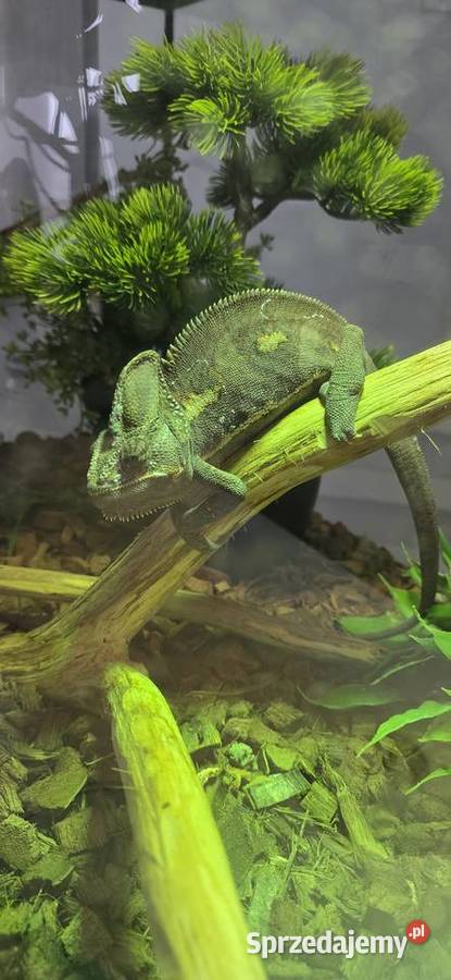 Kameleon jemeński z terarium