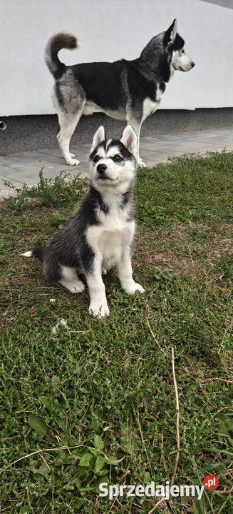 Husky śliczne psiaki z rodowodem