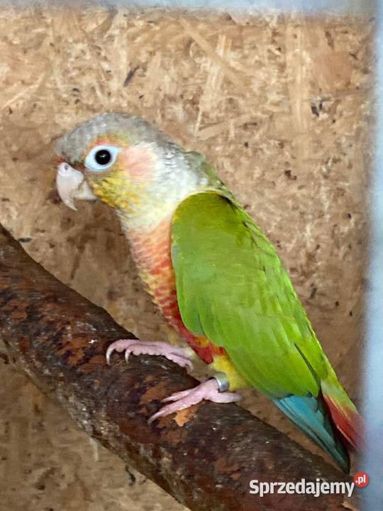 Papugi aleksandretty obroźne obrożne aleksy Ptaki Szaflary