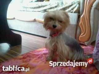 sunie york mini 300zl Gliwice