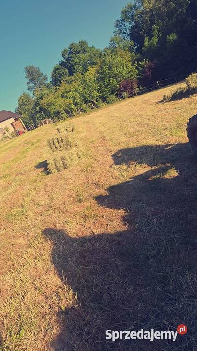 Siano tegoroczne świeże podkarpackie sprzedam