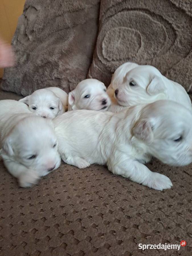 Śliczny Maltańczyk Poręba