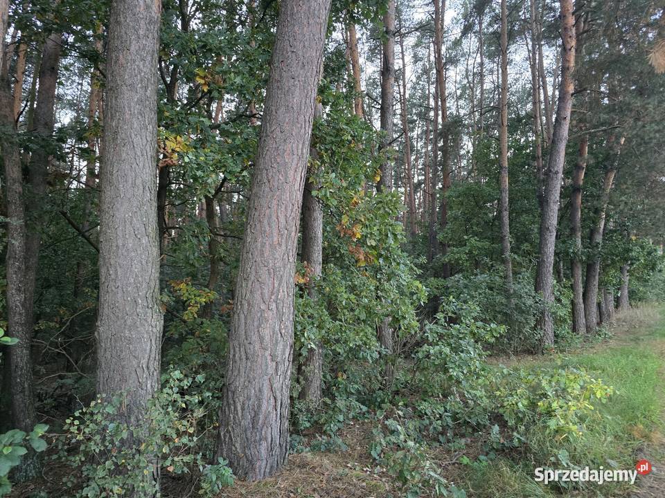 sprzedam LAS Grabowce Dolne powok8ha lubelskie Ryki