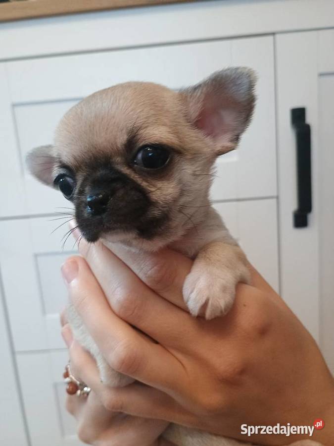 Chihuahua malutka sunia Łękińsko