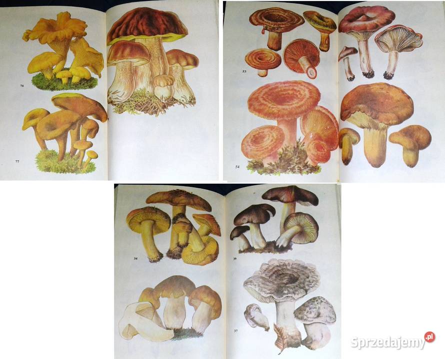 Atlas grzybów Bruno Hennig Pozostałe Chełm