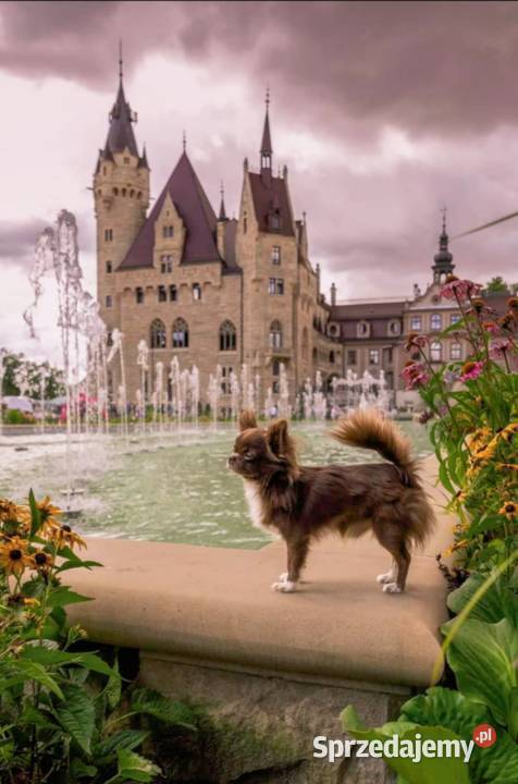 Chihuahua krótkowłosy FCI Chihuahua sprzedam