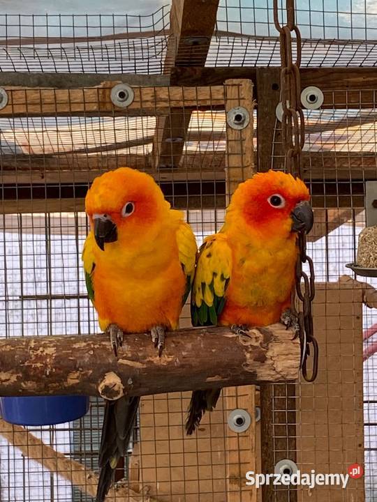 Sprzedam konury słoneczne sprzedam