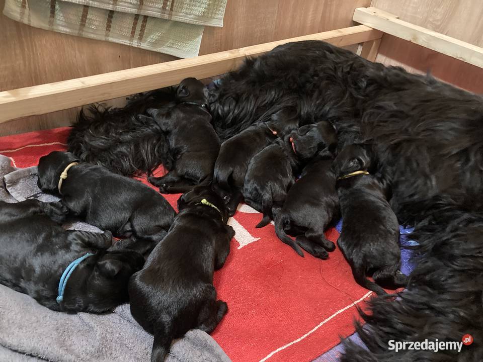 Sznaucer olbrzym szczenię Nowa Sól