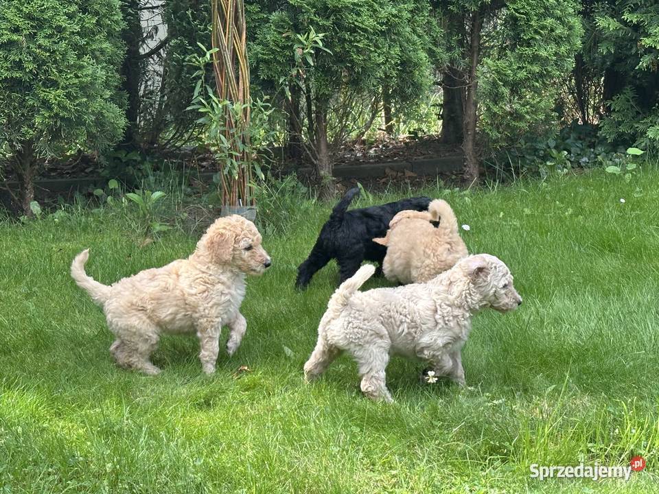 SZCZENIĘTA PUDEL KRÓLEWSKI CZRNE I ZŁOTE Częstochowa