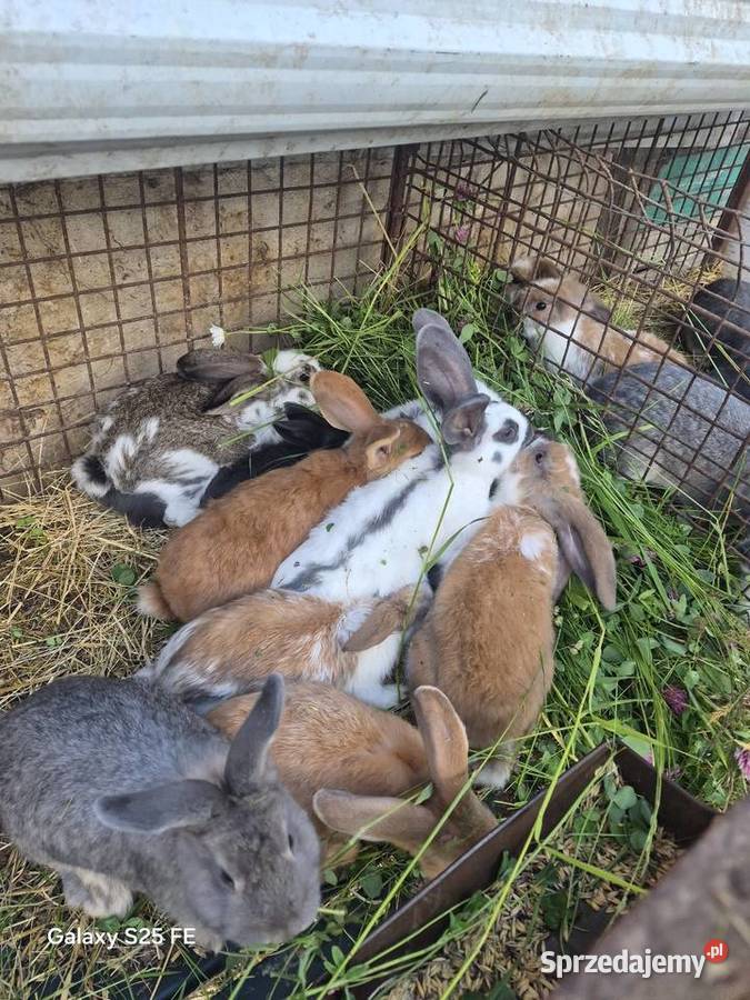 Króliki rasowe I mieszańce Dylągowa sprzedam