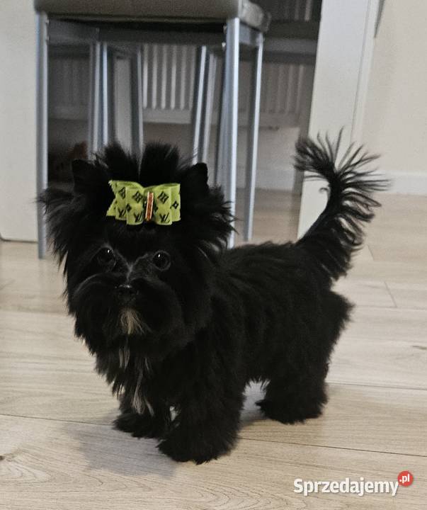 Piękna CZARNA Suczka York nie wybarwi się Wrocław