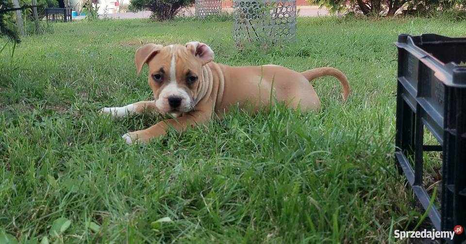 American Staffordshire Terrier szczeniaki Psy Radom