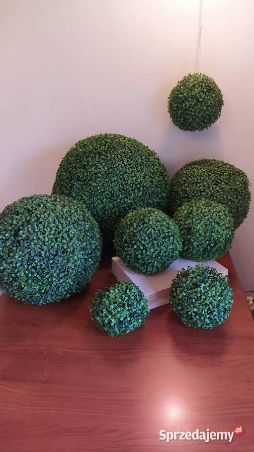 Kule bukszpanowe Lublin